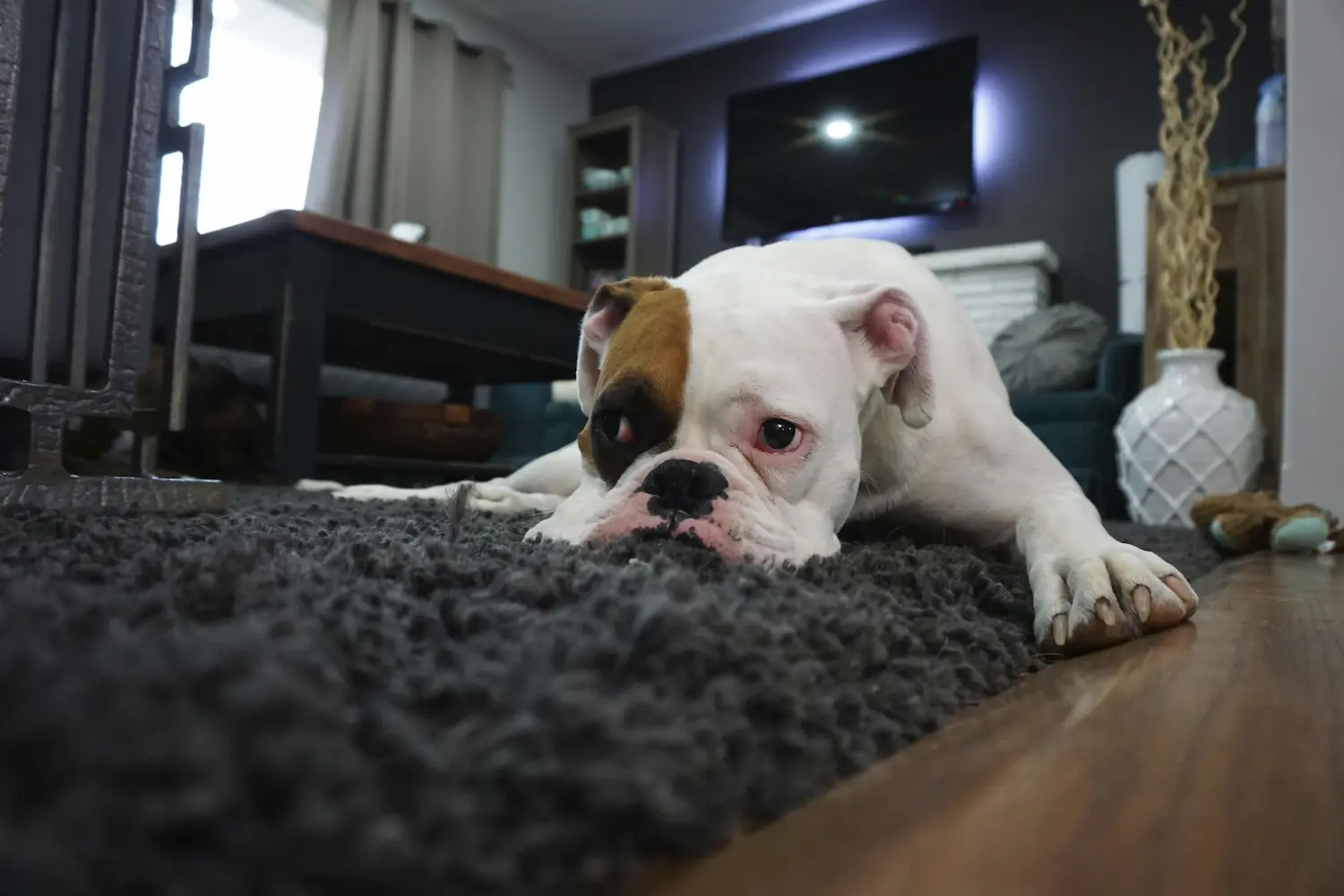 Englische Bulldogge auf schwarzem Teppich, Haustiere verursachen oft viel Schmutz der an den Fasern von beispielsweise Teppichen haften bleibt. Auch Unangenehme Gerüche können sich festsetzen.
